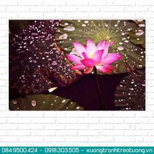 tranh hoa sen 5 tấm