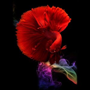 tranh kính vũ điệu cá